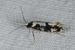 Neurothaumasia ankerella