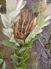 Protea compacta