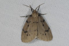 Paidia rica