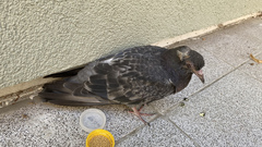 Columba livia domestica