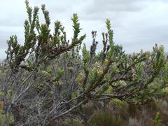 Protea compacta