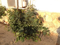 Ficus religiosa