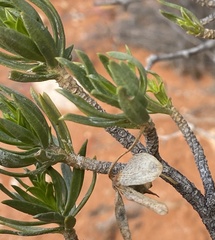 Eremophila miniata