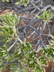 Eremophila miniata