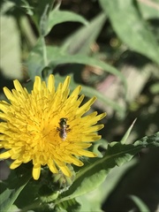 Halictinae