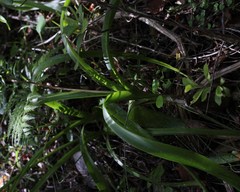 Albuca bracteata
