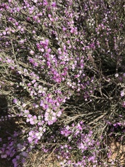 Muraltia scoparia