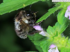 Bombus pseudobaicalensis