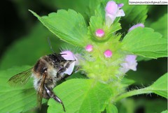 Bombus pseudobaicalensis