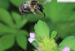 Bombus pseudobaicalensis