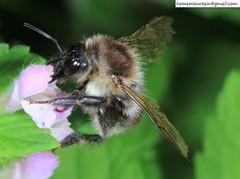 Bombus pseudobaicalensis