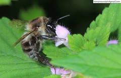 Bombus pseudobaicalensis