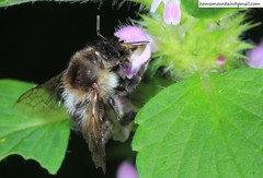 Bombus pseudobaicalensis