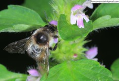 Bombus pseudobaicalensis