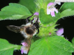 Bombus pseudobaicalensis