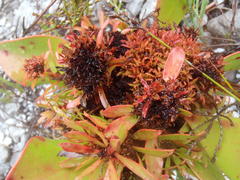 Protea witches broom phytoplasma