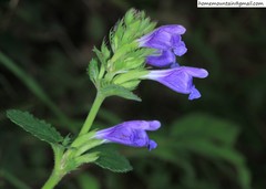 Dracocephalum rupestre