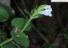 Dracocephalum rupestre