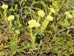 Crassula subulata fastigiata