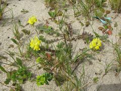 Linaria polygalifolia