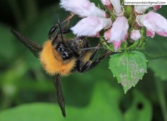 Bombus koreanus