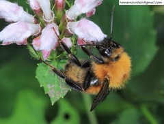 Bombus koreanus