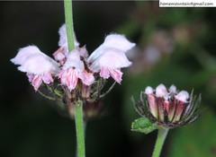 Phlomideae
