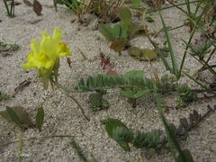 Linaria polygalifolia