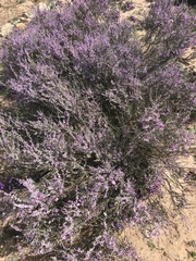 Muraltia scoparia