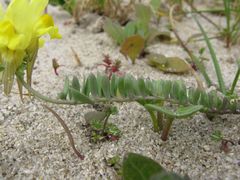Linaria polygalifolia