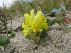 Linaria polygalifolia