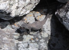 Ninurta coeruleopunctatus