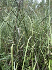 Cladium