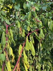 Phytolacca americana
