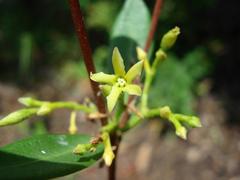 Cryptolepis oblongifolia