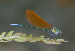 Mnais andersoni