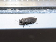 Melanophila cuspidata