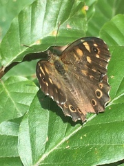 Pararge aegeria