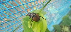 Canthon septemmaculatus