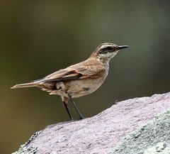 Cinclodes albidiventris