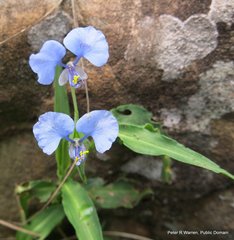 Commelina eckloniana