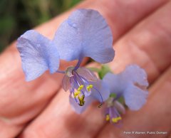 Commelina eckloniana