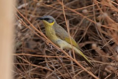 Ptilotula keartlandi