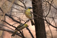 Ptilotula keartlandi
