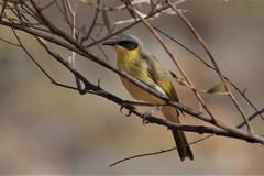 Ptilotula keartlandi