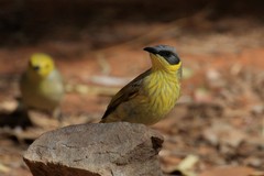 Ptilotula keartlandi