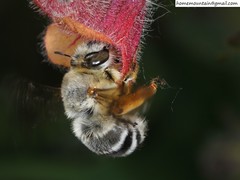Anthophora patruelis