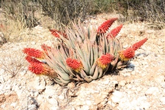 Aloe claviflora
