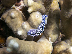 Pseudoceros imitatus