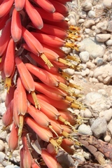 Aloe claviflora